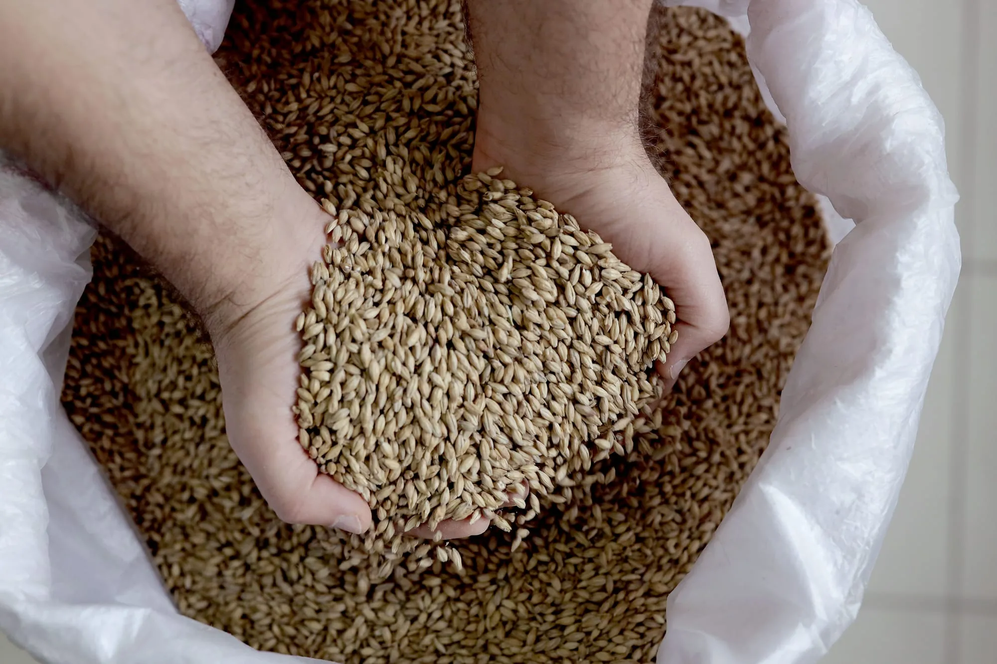 Barley grains ready for harvest in Lincoln County