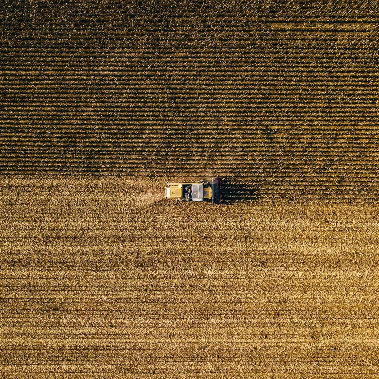 Combine harvesting a Lincoln County wheat field at golden hour