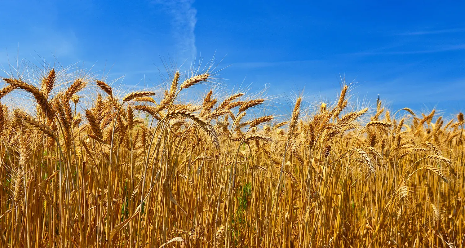 Golden wheat field under a blue sky in Lincoln County, Washington